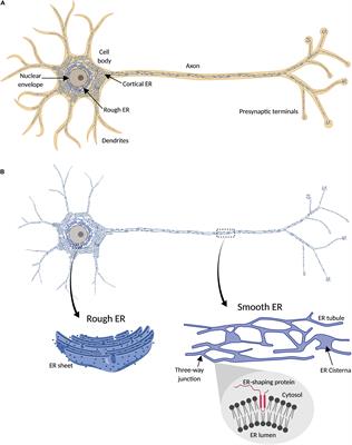 Axonal Endoplasmic Reticulum Dynamics and Its Roles in Neurodegeneration